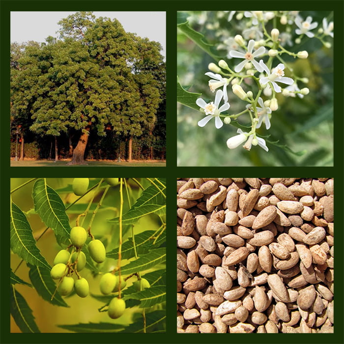 Neem tree, neem flowers, neem fruits, neem seeds